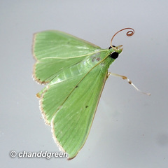 Parotis punctiferalis