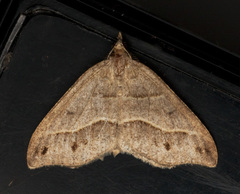 Macaria lorquinaria