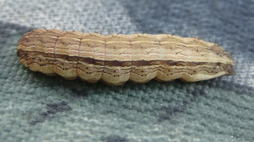 Bristly Cutworm Moth