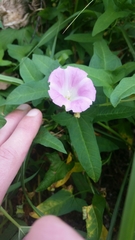 Calystegia hederacea