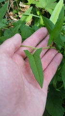 Calystegia hederacea