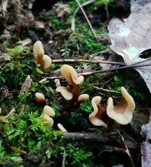 Cudoniaceae