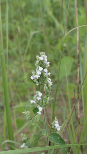 White Ribbon Flower