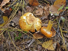 Hygrophorus lucorum