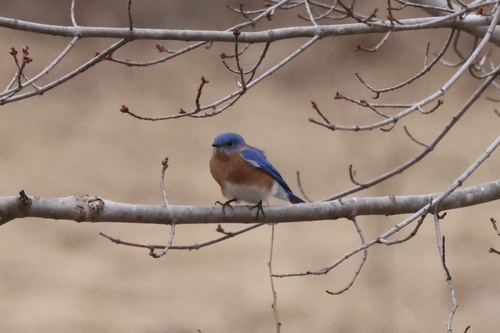 Eastern Bluebird photographed in Wisconsin