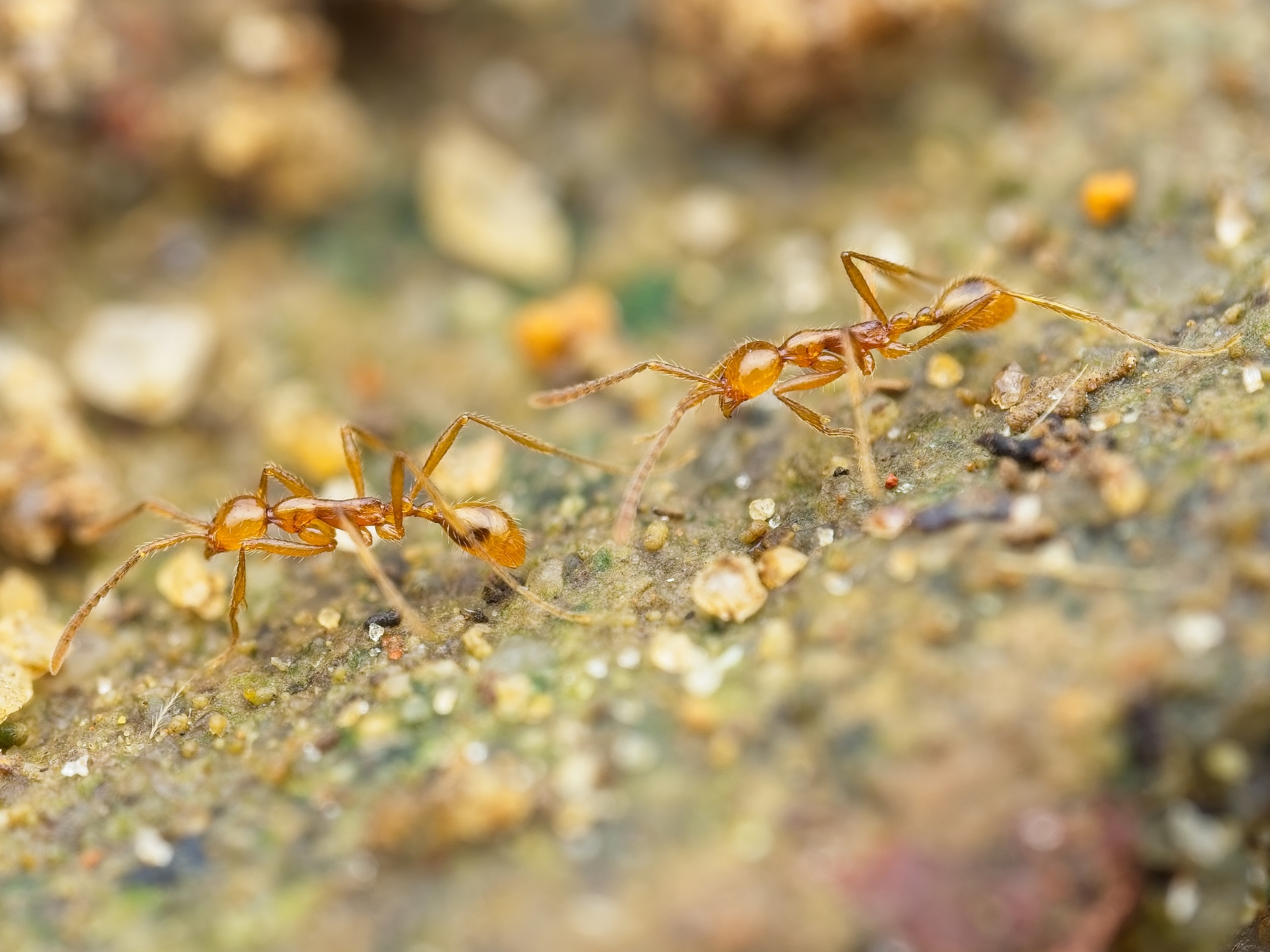 Aenictus camposi