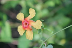 Mandevilla subsagittata