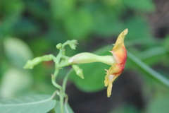Mandevilla subsagittata