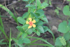 Mandevilla subsagittata