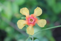 Mandevilla subsagittata