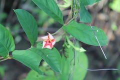 Mandevilla subsagittata