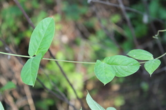 Mandevilla subsagittata