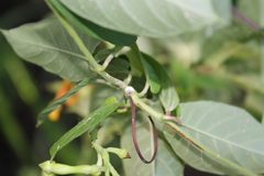 Mandevilla subsagittata