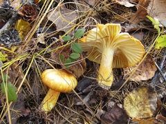 Hygrophorus lucorum