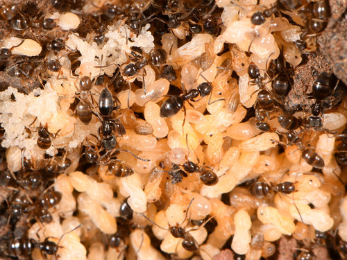 iNaturalist observation photo of Odorous House Ant