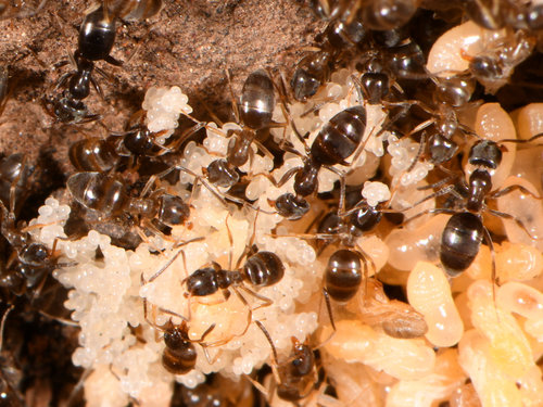 iNaturalist observation photo of Odorous House Ant