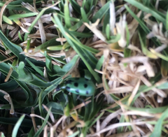 Diabrotica decempunctata