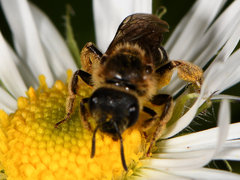 Halictus rubicundus