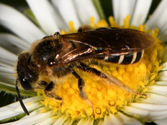 Halictus rubicundus
