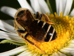 Halictus rubicundus