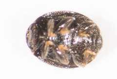 Stethorus punctum