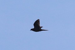 Zenaida macroura carolinensis