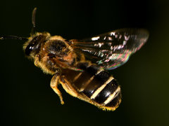 Halictus rubicundus