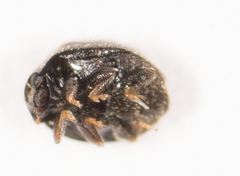 Stethorus punctum