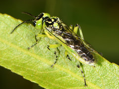 Rhogogaster viridis