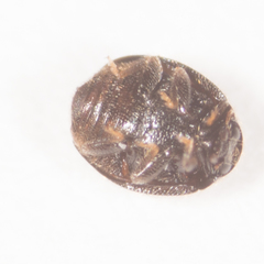 Stethorus punctum