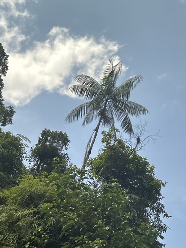 Foto de Açaí-solteiro