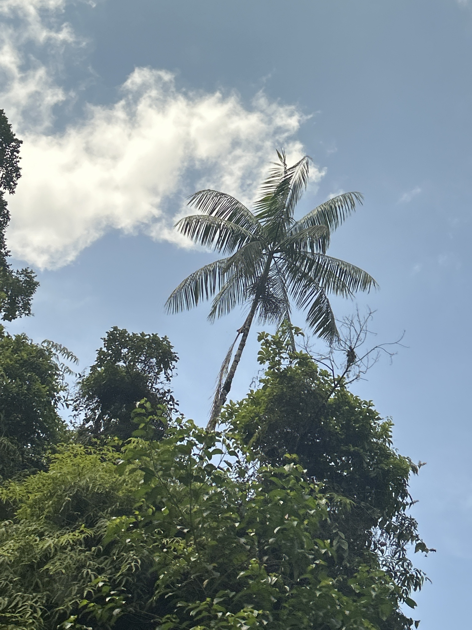 Imagem de Açaí-solteiro