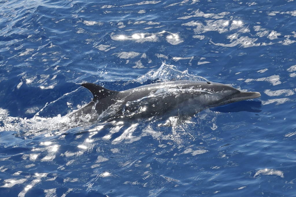 Spotted dolphin porpoising at the surface off Dominica