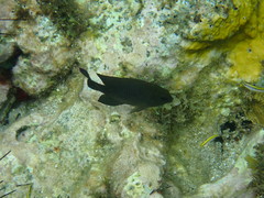 Stegastes adustus