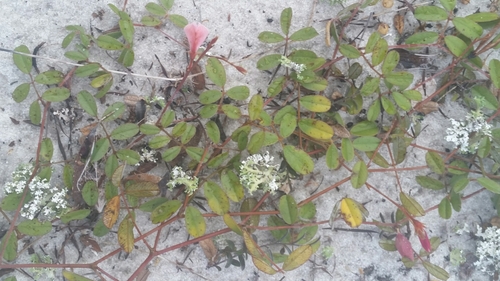 Image of Tephrosia mysteriosa by (c) Jay Horn, some rights reserved (CC BY)