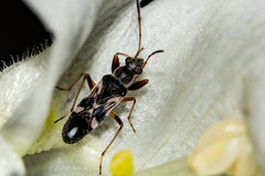 Neopamera bilobata