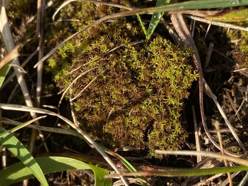 Image of Streblotrichum convolutum by (c) Joss Carr, some rights reserved (CC BY)