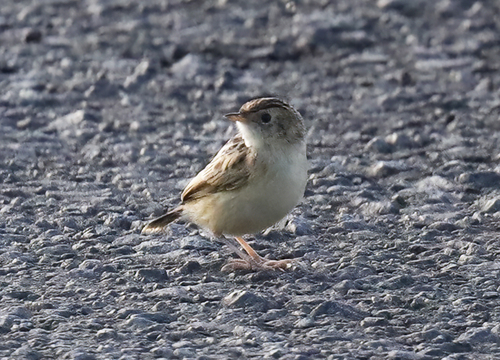 iNaturalist image