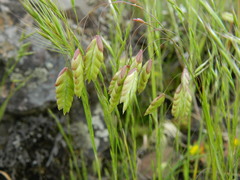Bromus briziformis