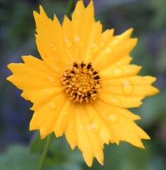 Coreopsis pubescens
