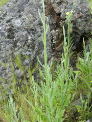 Centaurea solstitialis