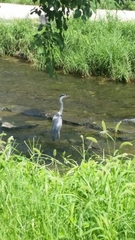 Ardea cinerea