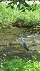 Ardea cinerea
