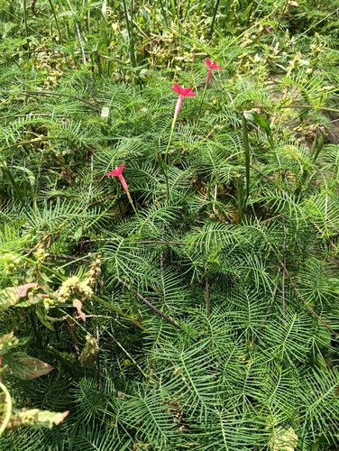 Ipomoea quamoclit