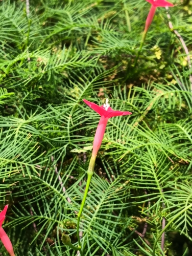 Ipomoea quamoclit