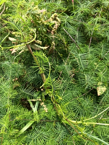 Ipomoea quamoclit