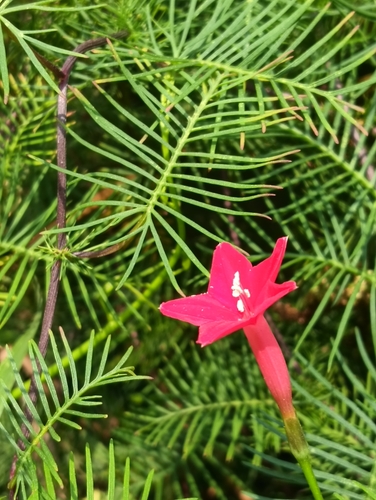 Ipomoea quamoclit
