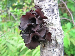 Phaeotremella foliacea
