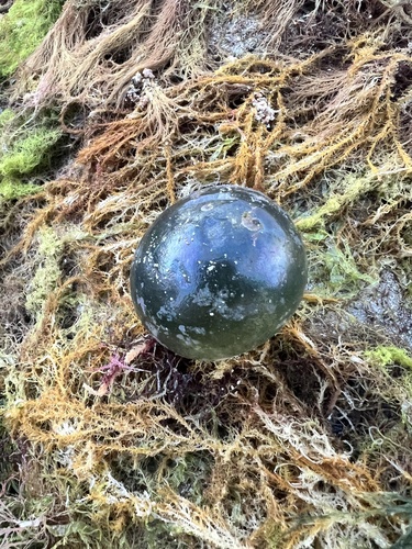 Valonia ventricosa