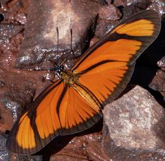 Eueides aliphera aliphera